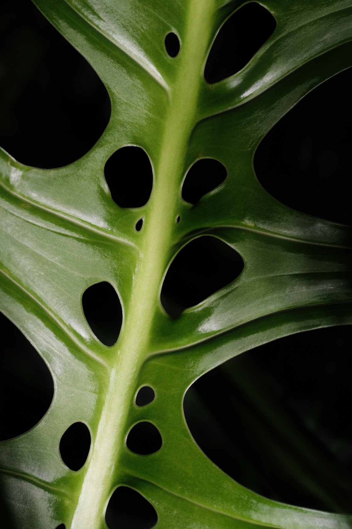 Close study of Leaf 28 fenestrations, midrib and surface texture