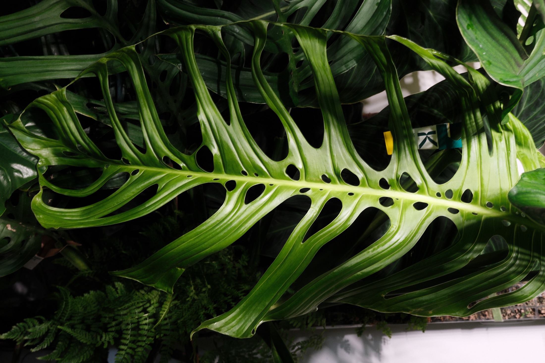 Archived opening-stage view of Monstera Esqueleto Leaf 28, measured 77 by 45 centimetres on 28 July 2026 at 100 percent opened and 0 percent hardened