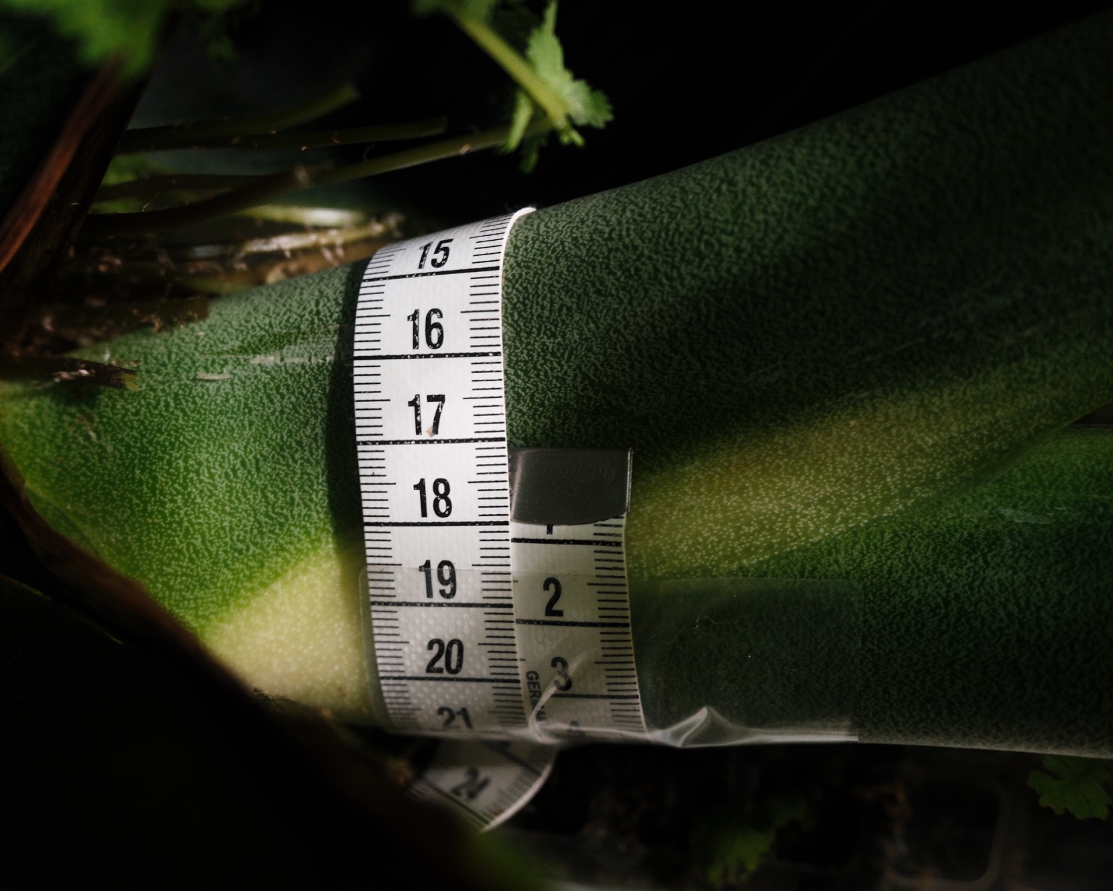 Measuring tape showing the Monstera Esqueleto vine at 17 centimetres in circumference